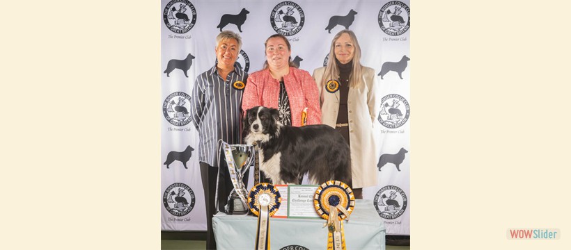 Best in Show Ch Show October 2025 - Somniatis Harlee Quinn