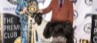 Best in Show, Best Veteran in Show Ch Show March 2026 - Sh Ch Fayken I Am Love JW